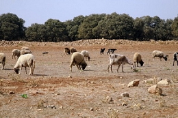 zakat-sheep.jpg